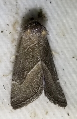 Plagiomimicus spumosum