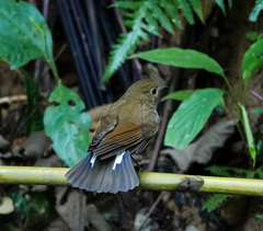 White-Tailed Robin photo 2