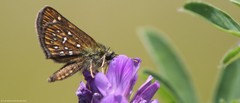 Piruna penaea