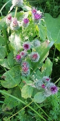 Arctium tomentosum