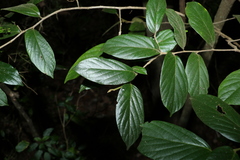 Alangium polyosmoides tomentosum