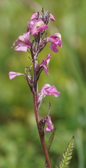 Pedicularis rostratospicata