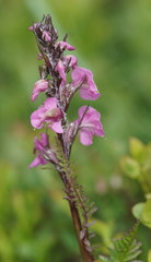 Pedicularis rostratospicata
