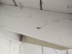 Eupithecia rotundopuncta