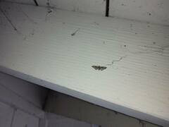 Eupithecia rotundopuncta