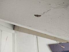 Eupithecia rotundopuncta