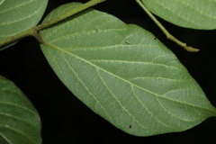 Alangium polyosmoides tomentosum