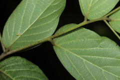 Alangium polyosmoides tomentosum