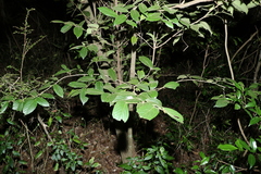 Alangium polyosmoides tomentosum