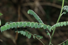 Sophora fraseri