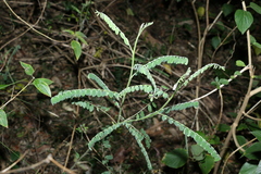Sophora fraseri