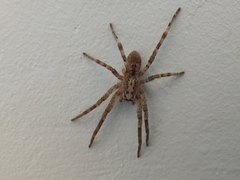 Zoropsis spinimana
