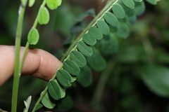Sophora fraseri