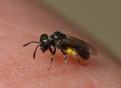 Lasioglossum imitatum
