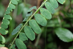 Sophora fraseri