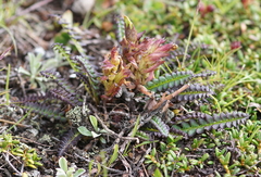 Pedicularis oederi