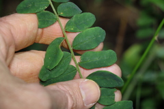 Sophora fraseri