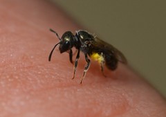 Lasioglossum imitatum