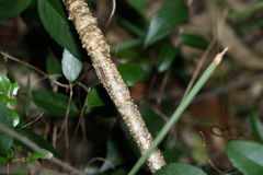 Sophora fraseri