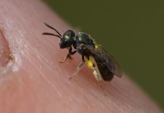 Lasioglossum imitatum