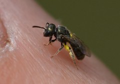 Lasioglossum imitatum