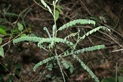 Sophora fraseri