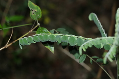 Sophora fraseri