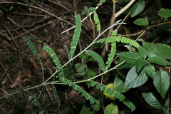 Sophora fraseri