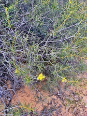 Acacia colletioides