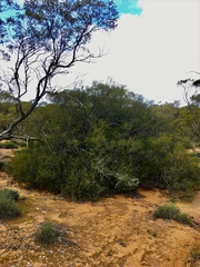 Acacia colletioides