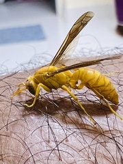 Polistes wattii