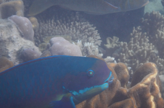 Chlorurus microrhinos