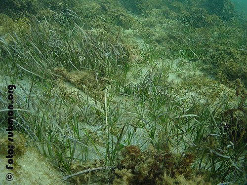 Representative image of Cymodocea