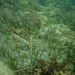 Manatee-grass Family - Photo (c) Submon.org Submon.org, some rights reserved (CC BY-NC-SA)