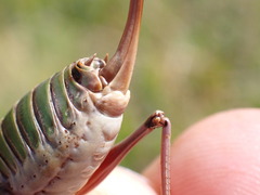 Anonconotus occidentalis