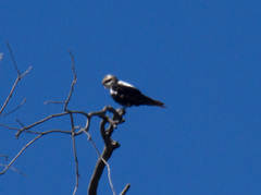 Cheramoeca leucosterna