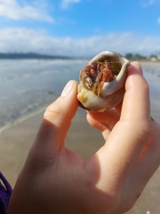 Diacanthurus spinulimanus