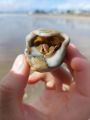 Diacanthurus spinulimanus