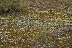 Xanthoparmelia semiviridis