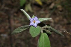 Solanum densevestitum