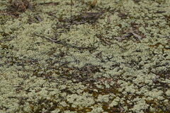 Xanthoparmelia semiviridis