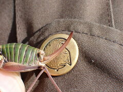 Anonconotus occidentalis