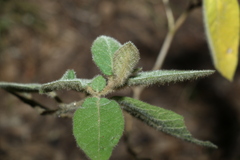 Solanum densevestitum
