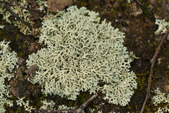 Xanthoparmelia semiviridis