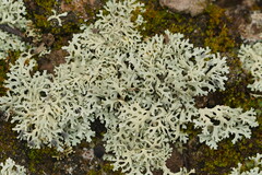 Xanthoparmelia semiviridis