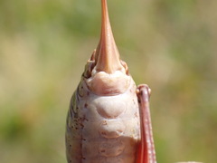 Anonconotus occidentalis