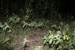 Solanum densevestitum