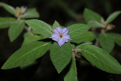 Solanum densevestitum