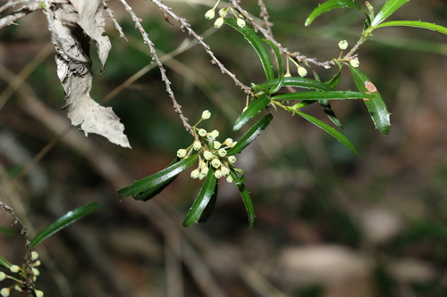 Image of Myrsine angusta by (c) Greg Tasney, some rights reserved (CC BY-SA)