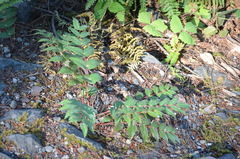 Erysiphe berberidis